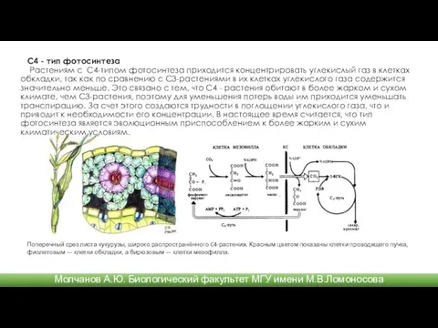 С4 - тип фотосинтеза Растениям с С4-типом фотосинтеза приходится концентрировать углекислый газ в