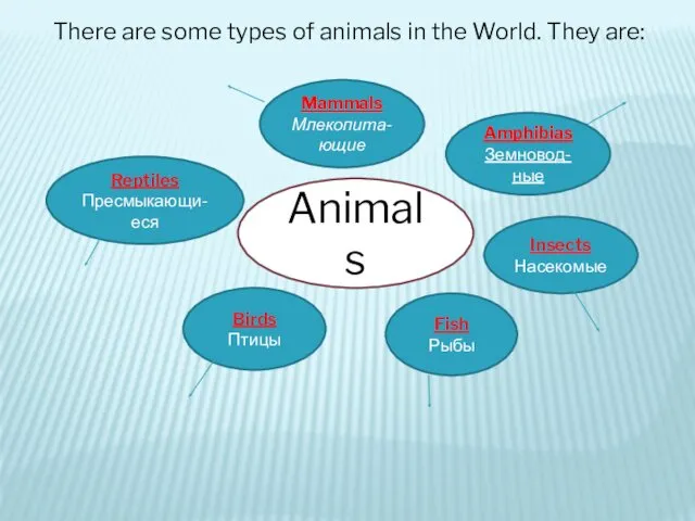 There are some types of animals in the World. They