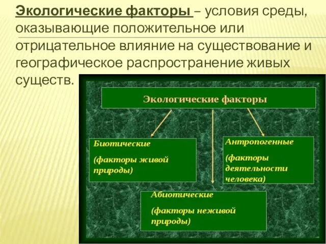 Экологические факторы – условия среды, оказывающие положительное или отрицательное влияние