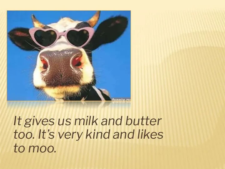 It gives us milk and butter too. It’s very kind and likes to moo.