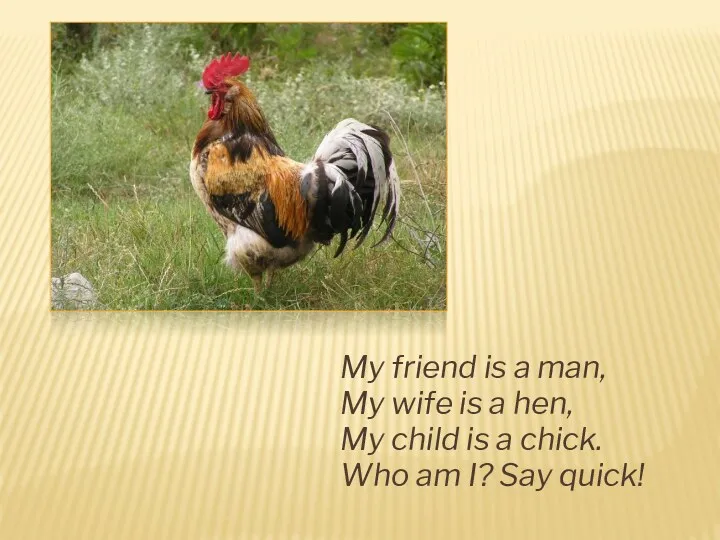 My friend is a man, My wife is a hen,