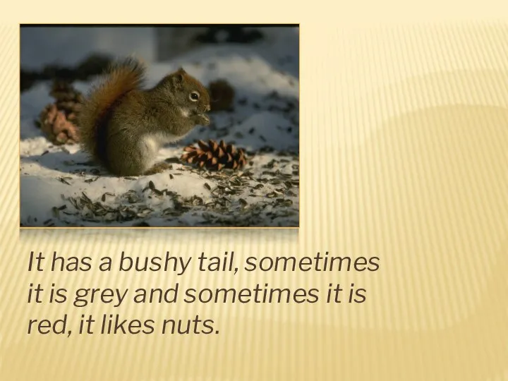 It has a bushy tail, sometimes it is grey and