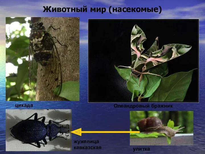 Животный мир (насекомые) цикада Олеандровый бражник жужелица кавказская улитка