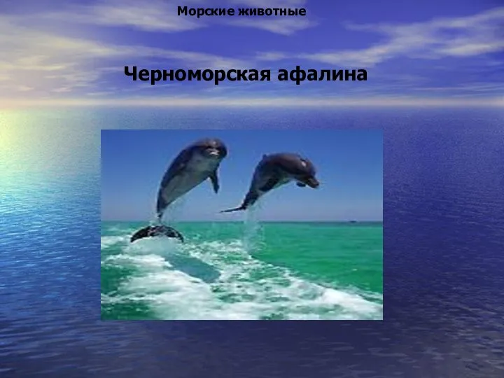 Черноморская афалина Морские животные