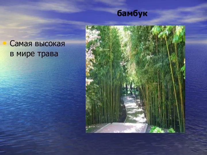 бамбук Самая высокая в мире трава