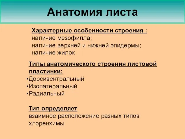 Анатомия листа Типы анатомического строения листовой пластинки: Дорсивентральный Изолатеральный Радиальный Тип определяет взаимное