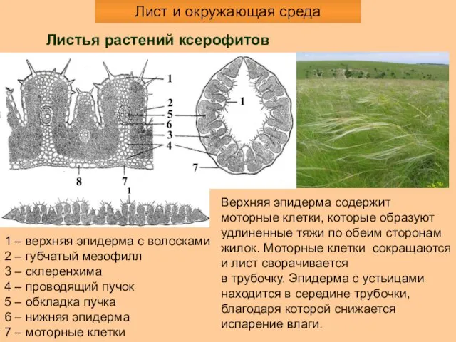 1 – верхняя эпидерма с волосками 2 – губчатый мезофилл 3 – склеренхима