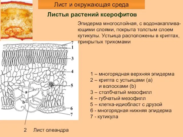 Листья растений ксерофитов 1 – многорядная верхняя эпидерма 2 – крипта с устьицами