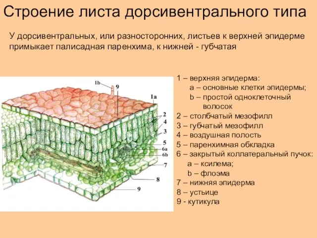 Строение листа дорсивентрального типа 1 – верхняя эпидерма: а –