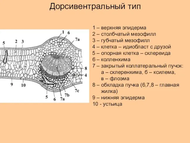 Дорсивентральный тип 1 – верхняя эпидерма 2 – столбчатый мезофилл