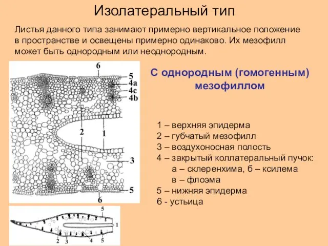 Изолатеральный тип Листья данного типа занимают примерно вертикальное положение в