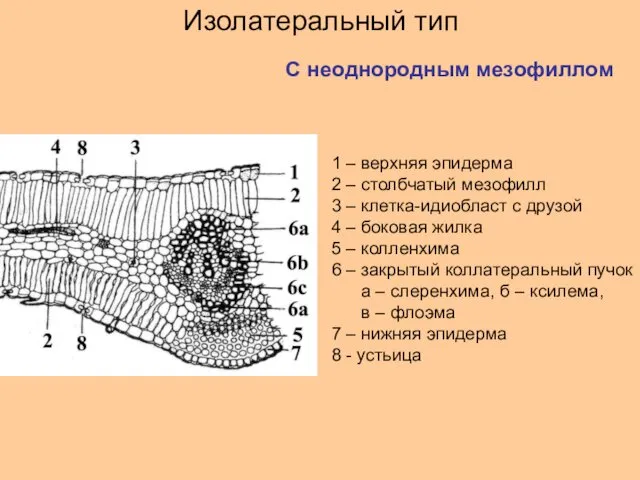 С неоднородным мезофиллом Изолатеральный тип 1 – верхняя эпидерма 2 – столбчатый мезофилл