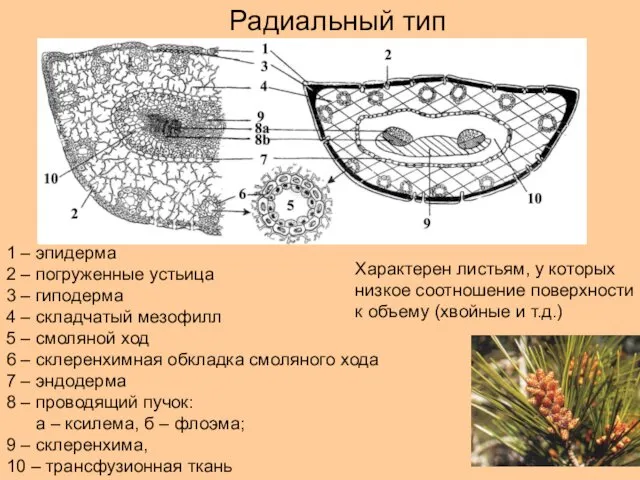 Радиальный тип 1 – эпидерма 2 – погруженные устьица 3 – гиподерма 4