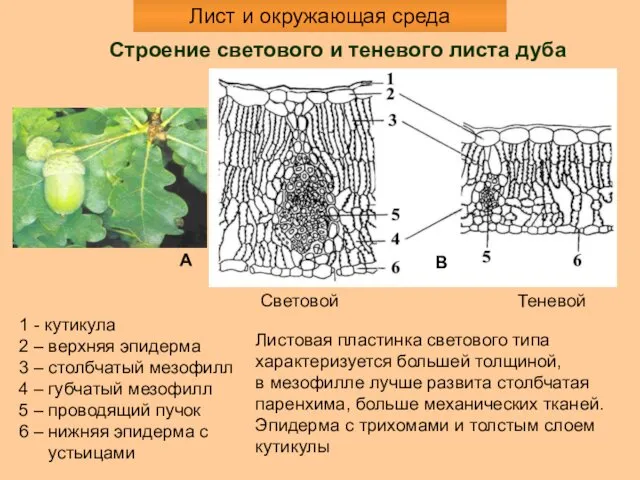 Строение светового и теневого листа дуба 1 - кутикула 2