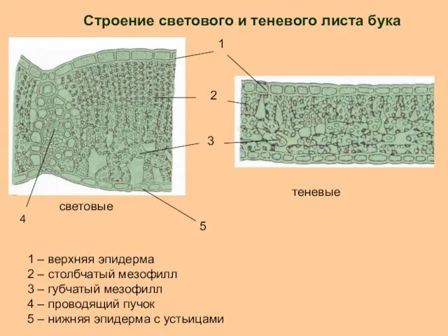 световые теневые Строение светового и теневого листа бука 1 1 – верхняя эпидерма