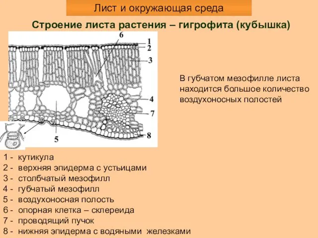 Лист и окружающая среда Строение листа растения – гигрофита (кубышка)