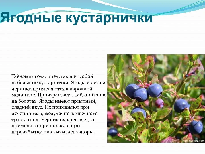 Ягодные кустарнички Таёжная ягода, представляет собой небольшие кустарнички. Ягоды и