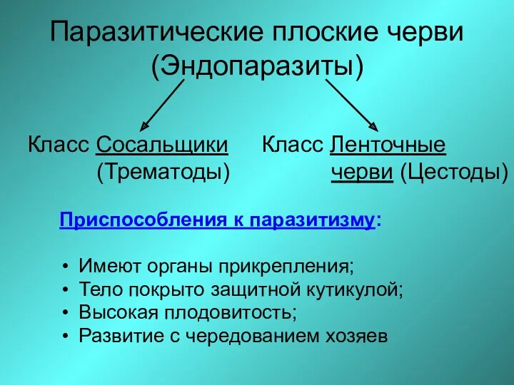 Паразитические плоские черви (Эндопаразиты) Приспособления к паразитизму: Имеют органы прикрепления;