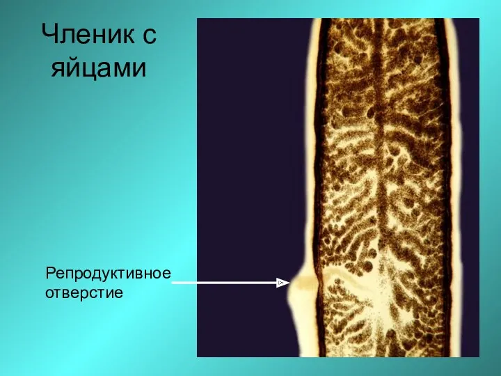 Членик с яйцами Репродуктивное отверстие