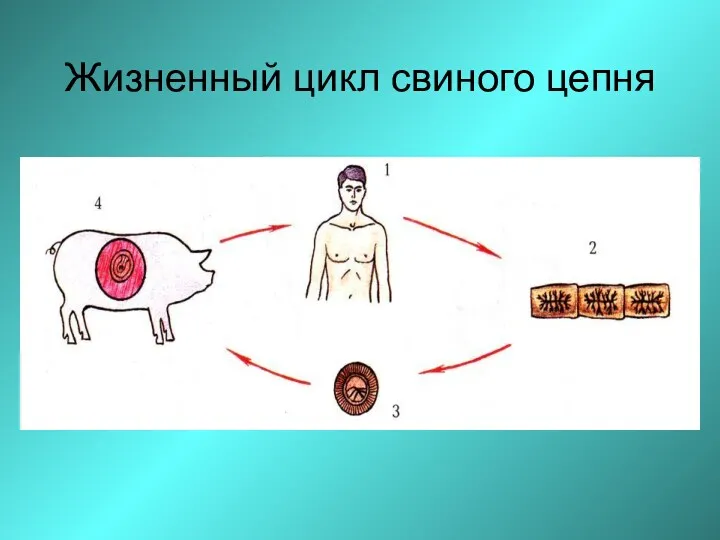 Жизненный цикл свиного цепня