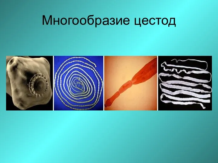 Многообразие цестод