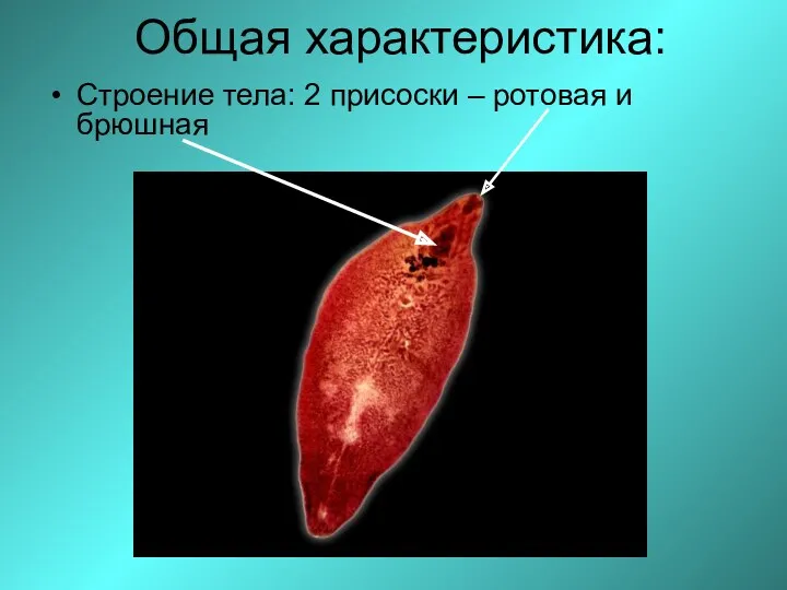 Общая характеристика: Строение тела: 2 присоски – ротовая и брюшная