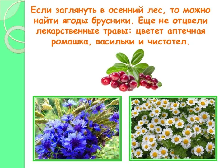 Если заглянуть в осенний лес, то можно найти ягоды брусники. Еще не отцвели