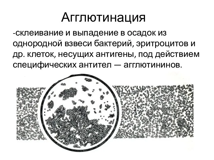 Агглютинация -склеивание и выпадение в осадок из однородной взвеси бактерий,