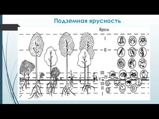 Подземная ярусность