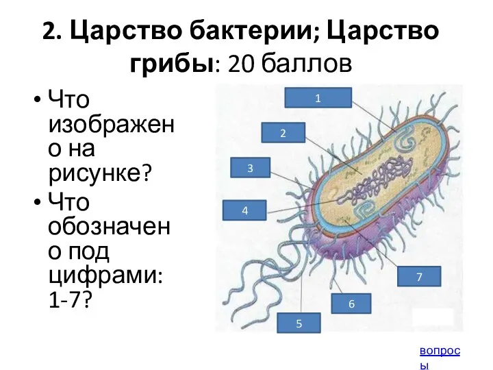 2. Царство бактерии; Царство грибы: 20 баллов Что изображено на рисунке? Что обозначено