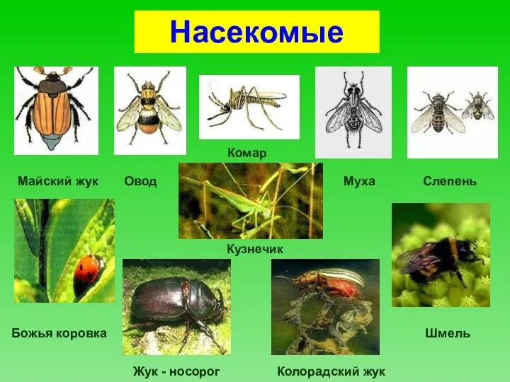 Насекомые Майский жук Овод Комар Муха Слепень Божья коровка Жук - носорог Кузнечик Колорадский жук Шмель