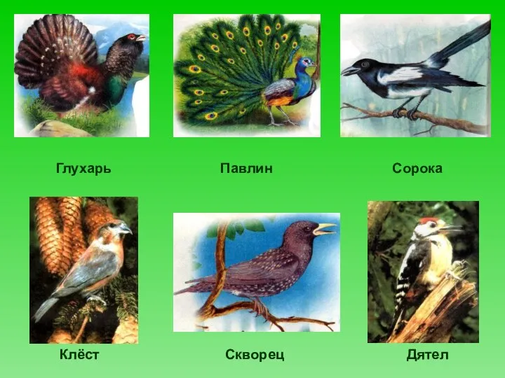 Глухарь Павлин Сорока Скворец Клёст Дятел