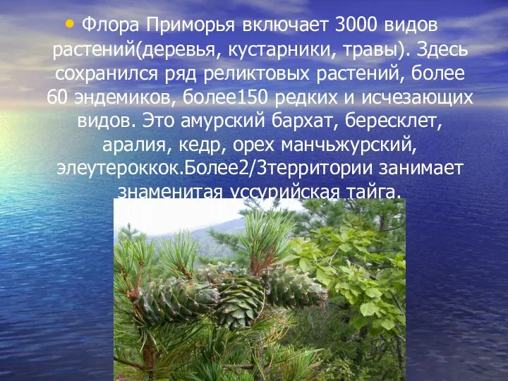 Флора Приморья включает 3000 видов растений(деревья, кустарники, травы). Здесь сохранился