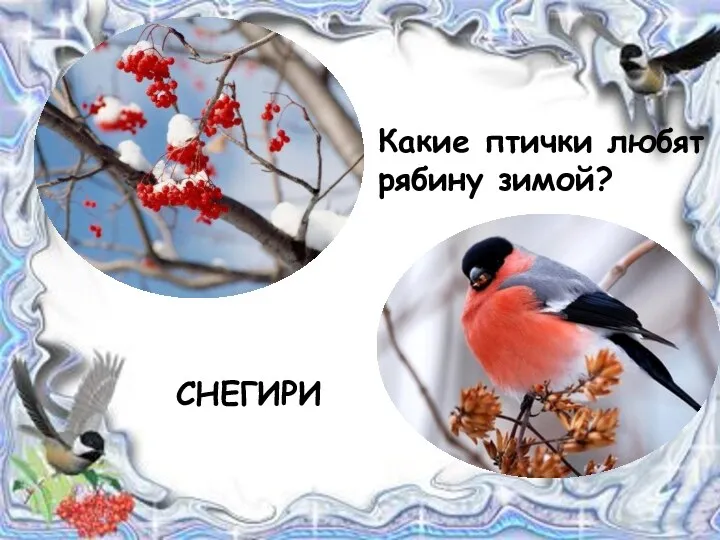 Какие птички любят рябину зимой? СНЕГИРИ