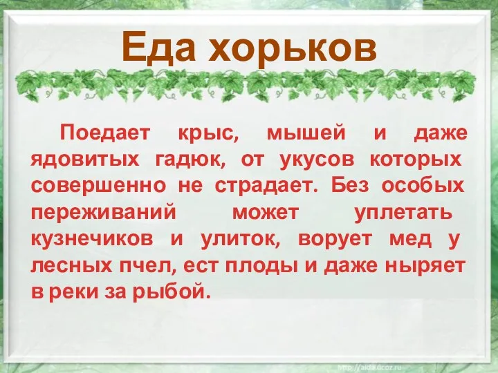 Еда хорьков Поедает крыс, мышей и даже ядовитых гадюк, от