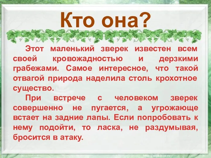 Кто она? Этот маленький зверек известен всем своей кровожадностью и