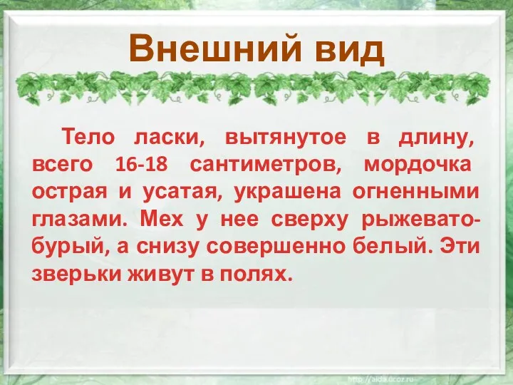 Внешний вид Тело ласки, вытянутое в длину, всего 16-18 сантиметров,