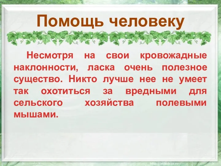 Помощь человеку Несмотря на свои кровожадные наклонности, ласка очень полезное