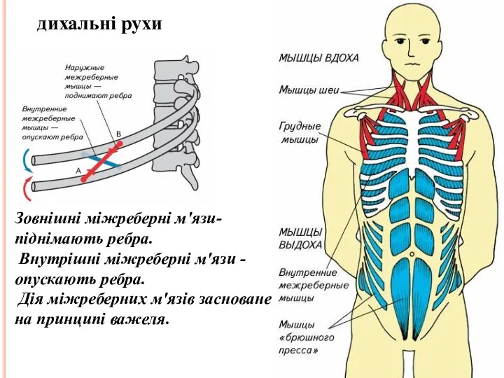 Зовнішні міжреберні м'язи-піднімають ребра. Внутрішні міжреберні м'язи - опускають ребра. Дія міжреберних м'язів