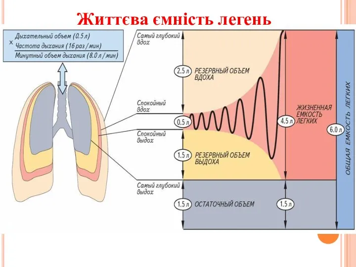 Життєва ємність легень