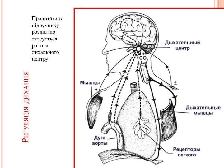 Регуляція дихання Прочитати в підручнику розділ що стосується роботи дихального центру