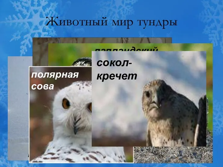 Животный мир тундры Белая куропатка пуночка лапландский подорожник полярная сова сокол-кречет