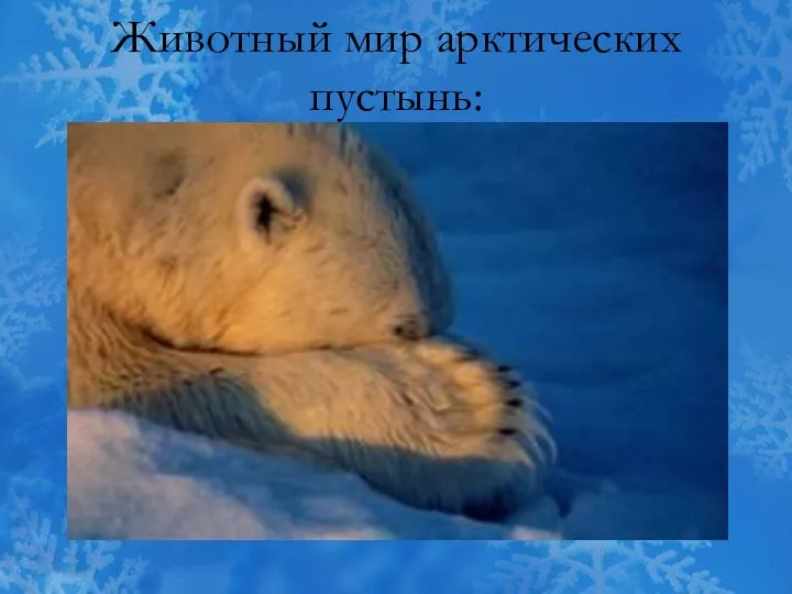 Животный мир арктических пустынь: белый медведь
