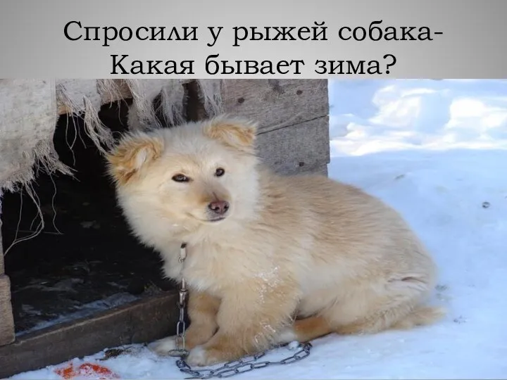 Спросили у рыжей собака- Какая бывает зима?