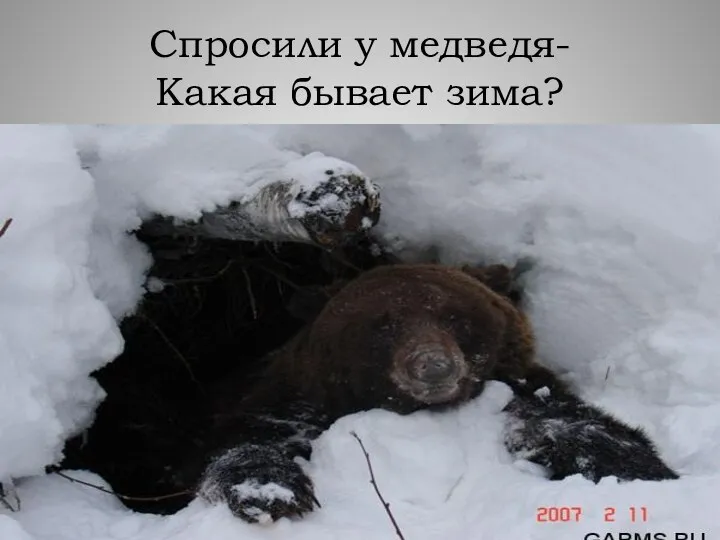 Спросили у медведя- Какая бывает зима?