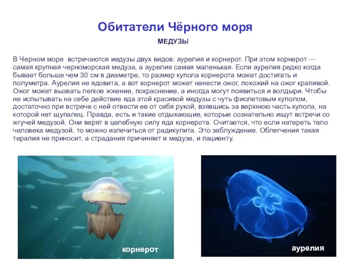 Обитатели Чёрного моря МЕДУЗЫ В Черном море встречаются иедузы двух видов: аурелия и
