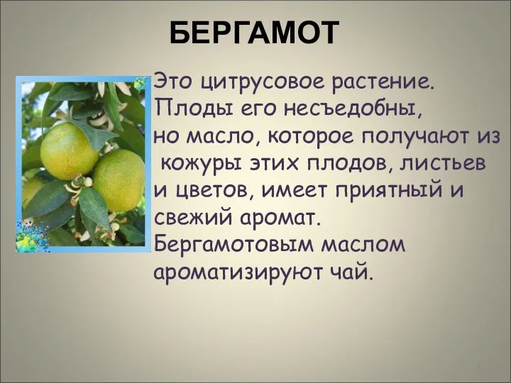 БЕРГАМОТ Это цитрусовое растение. Плоды его несъедобны, но масло, которое