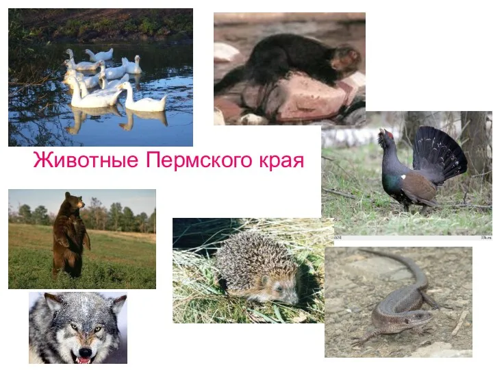 Животные Пермского края
