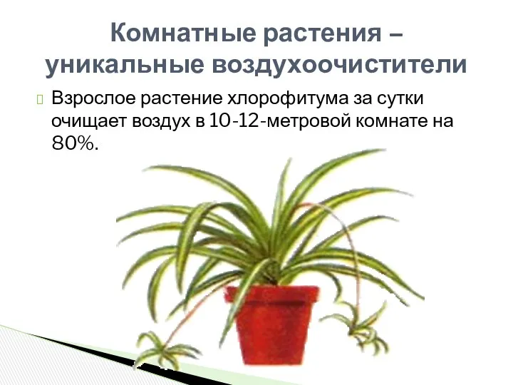 Взрослое растение хлорофитума за сутки очищает воздух в 10-12-метровой комнате на 80%. Комнатные растения –уникальные воздухоочистители