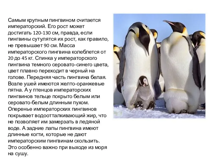 Самым крупным пингвином считается императорский. Его рост может достигать 120-130 см, правда, если